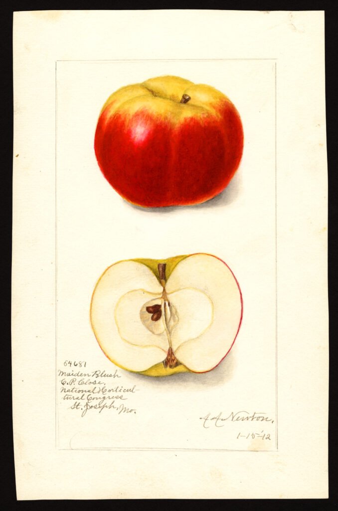 Fuerzas vitales en los alimentos: acuarela botánica vintage de una manzana