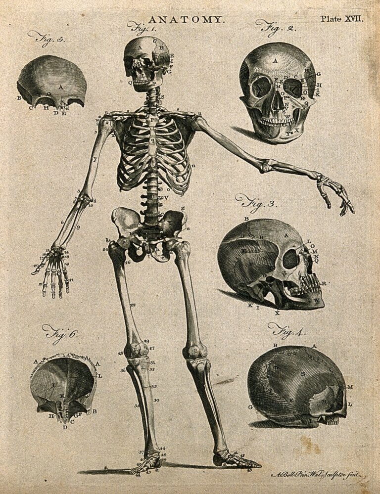 El Simbolismo de la Anatomía: por qué tu cuerpo refleja arquetipos cósmicos