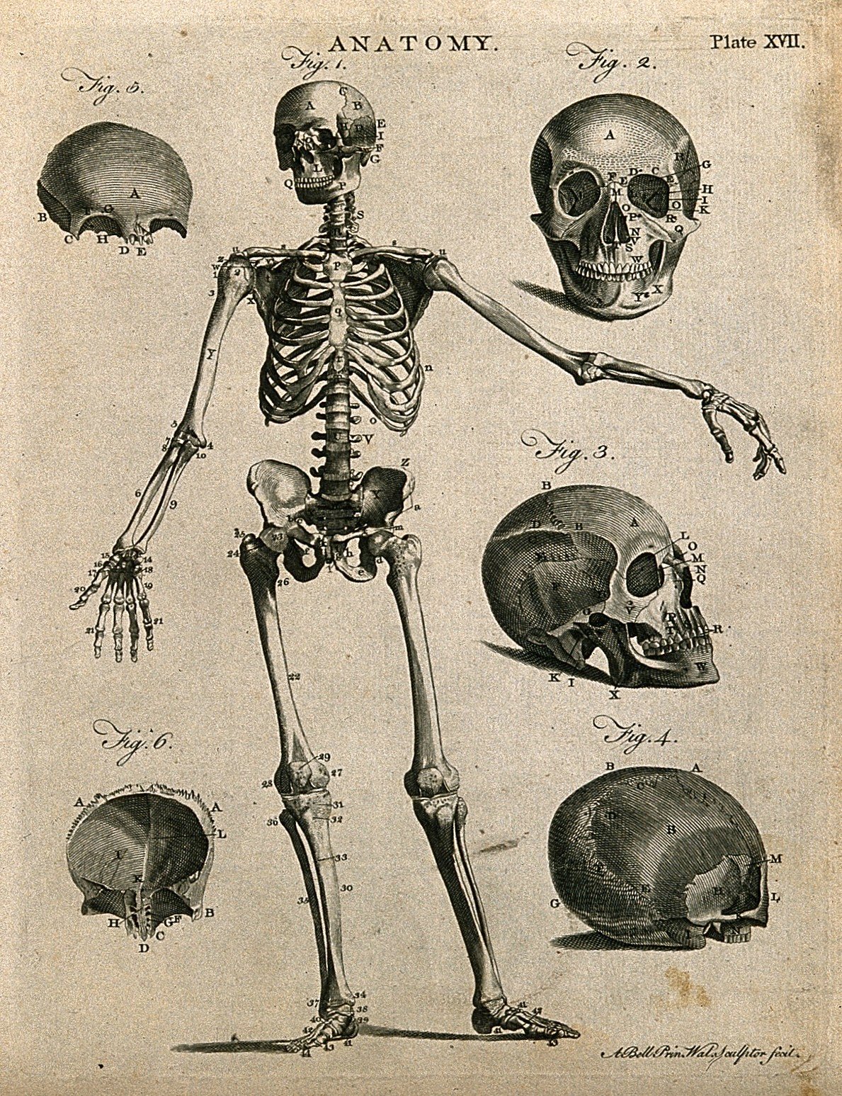 Simbolismo de la anatomía humana: grabado vintage del esqueleto y microcosmos