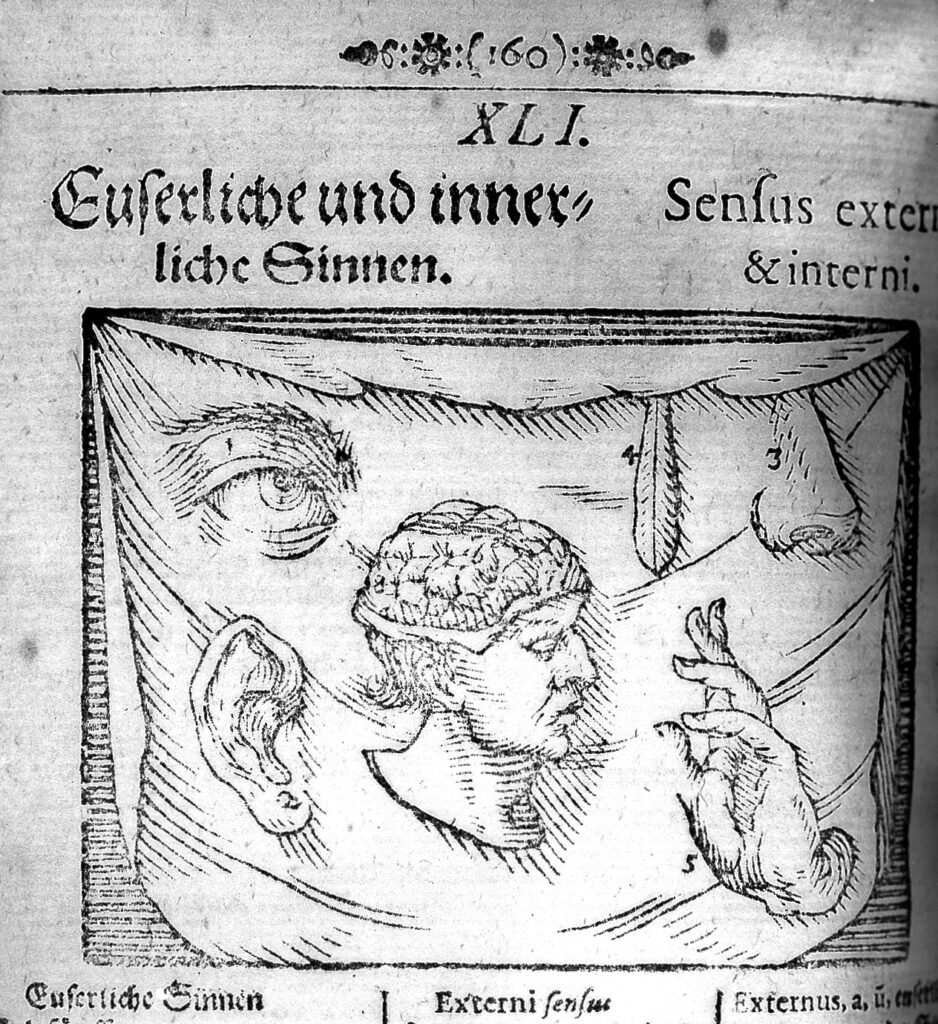 Ciencia de la intuición y neurociencia: grabado antiguo del cerebro humano