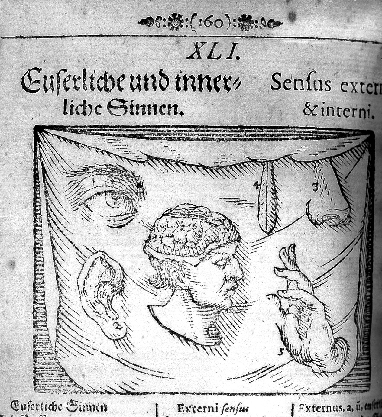 Ciencia de la intuición y neurociencia: grabado antiguo del cerebro humano